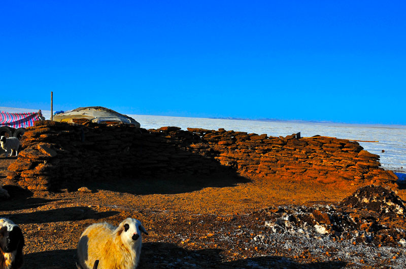 Mongolie